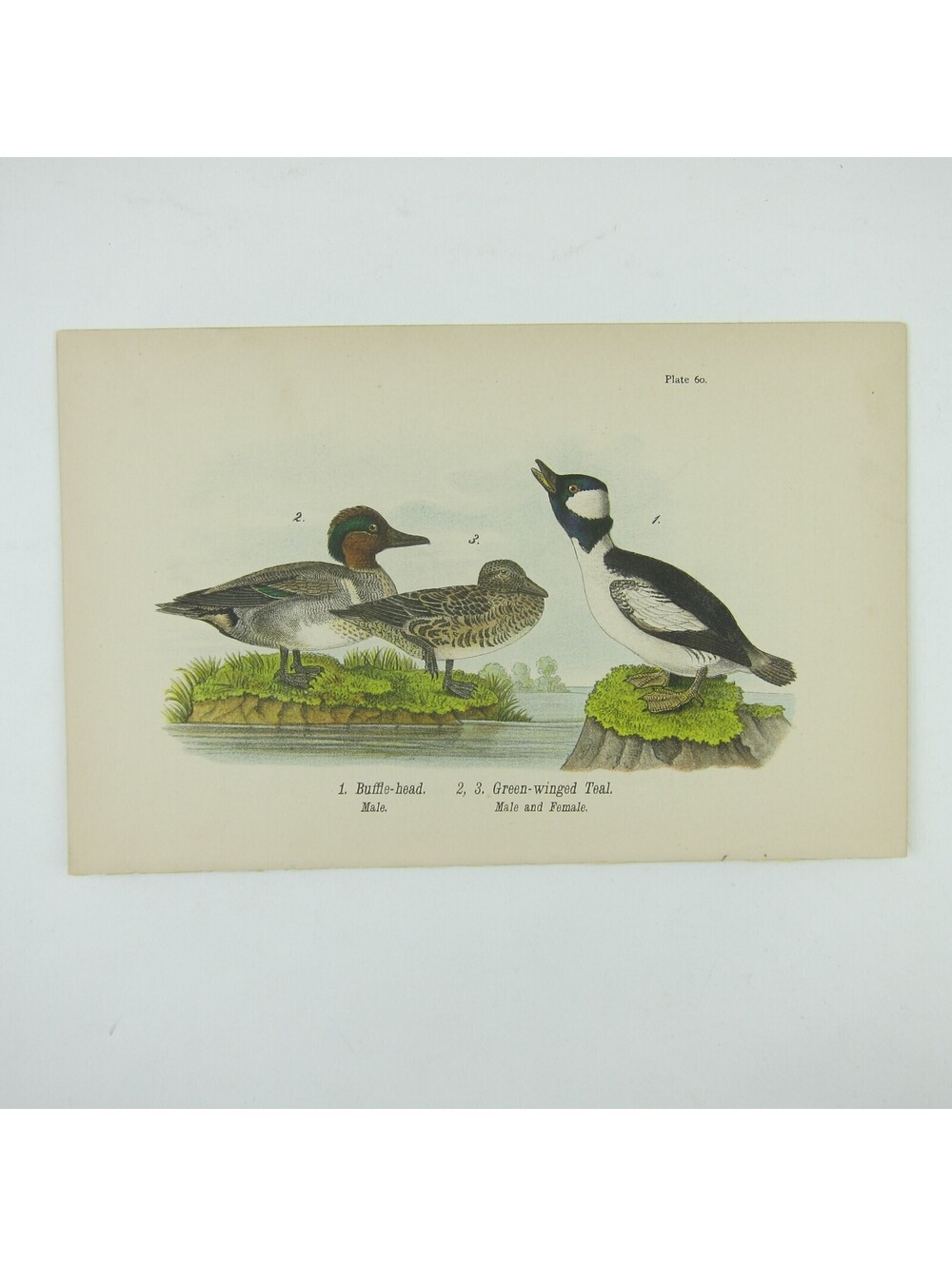 Bird Litho Print Buffle-head Green-winged Teal John James Audubon Antique 1890